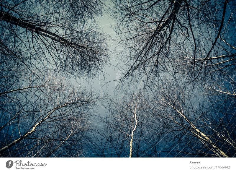 Düsterwald - Baumkronen Umwelt Natur Himmel Winter Pflanze Wald Holz blau schwarz weiß karg Zweige u. Äste mystisch Außenaufnahme Menschenleer Tag