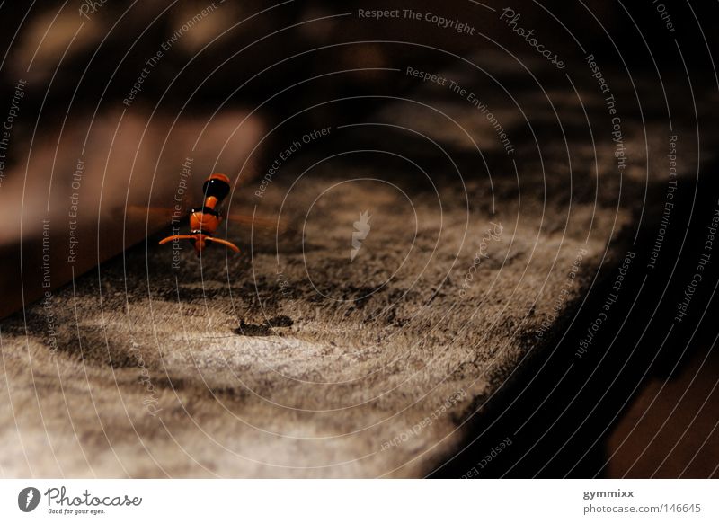 don't stop Insekt Tier orange Holz fliegen Schweben Schatten Makroaufnahme Nahaufnahme