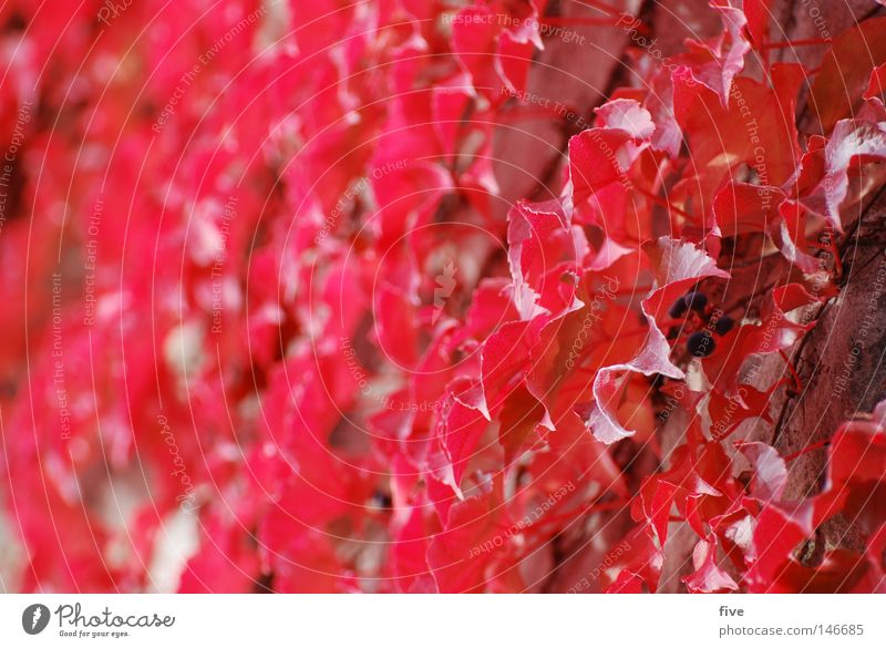 red wall Pflanze Herbst rot Blatt Wand Natur Jahreszeiten Unschärfe Farbe September Oktober Neigung
