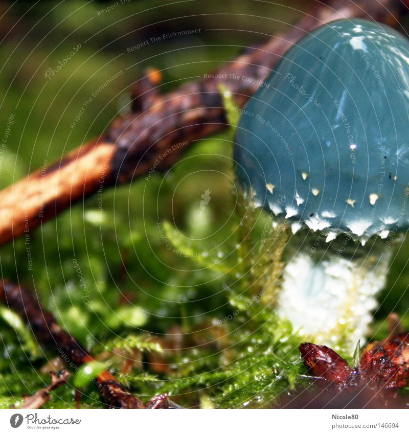 blue mushroom blau Pilz Wassertropfen Waldboden grün Frieden Herbst Makroaufnahme Nahaufnahme friedlich