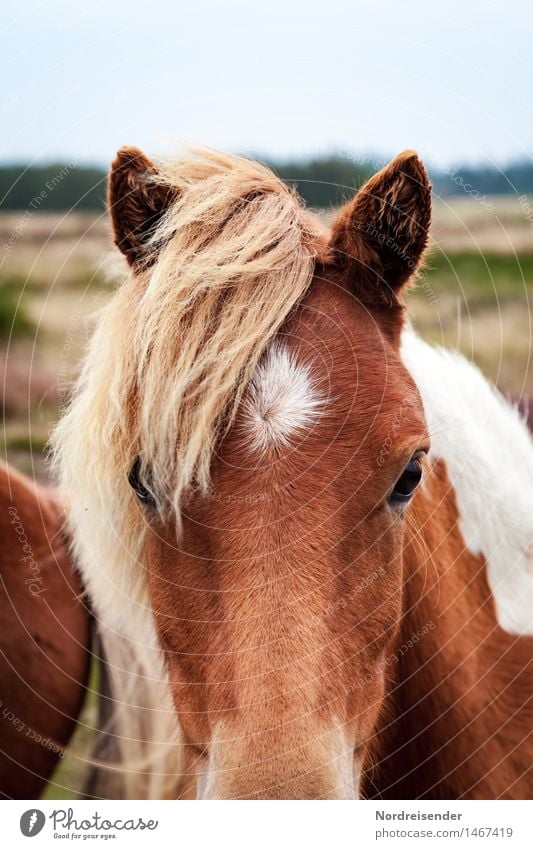 Isländer Reitsport Landwirtschaft Forstwirtschaft Natur Sommer Wiese Tier Nutztier Pferd beobachten Freundlichkeit Neugier Tierliebe Gelassenheit geduldig
