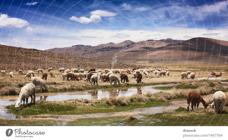 Alpakas auf dem Weg zum Colca Canyon Natur Landschaft Tier Himmel Wolken Schönes Wetter Gras Berge u. Gebirge Essen Zusammensein Abenteuer Anden Fressen braun