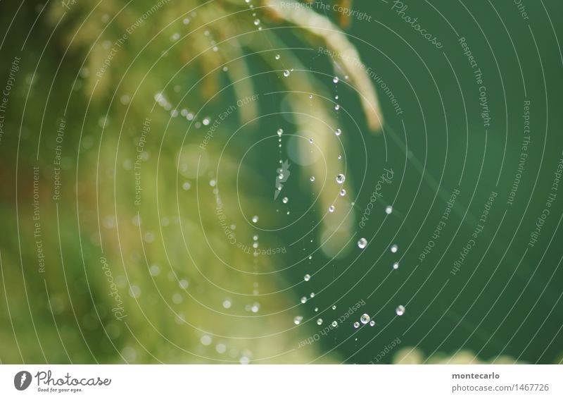 netz Pflanze Luft Wasser Wassertropfen Baum Sträucher Grünpflanze Wildpflanze Netz Spinnennetz entdecken Blick dünn authentisch Flüssigkeit frisch einzigartig