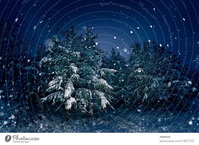 Schnee von vorgestern Feste & Feiern Silvester u. Neujahr Natur Winter Eis Frost Schneefall Baum Nadelwald Nadelbaum Tanne Fichtenwald Wald authentisch dunkel