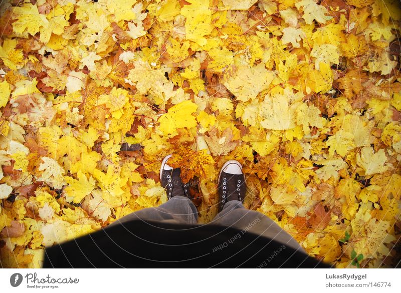 Gelbes Meer Blatt Herbst Top Show Schuhe Hose braun gelb Chucks kalt nass Wind Jahreszeiten Bottom Autumn Leaves Legs Fuß Feet Beine Brown Bodenbelag