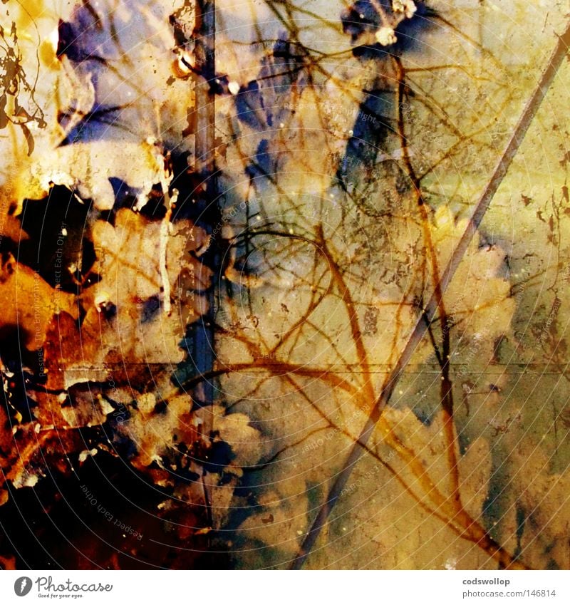 s'herbst Blatt Herbst Herbstfärbung Laubbaum Natur braun September Oktober reflection leaf deciduous structure Strukturen & Formen autumn autumnal season