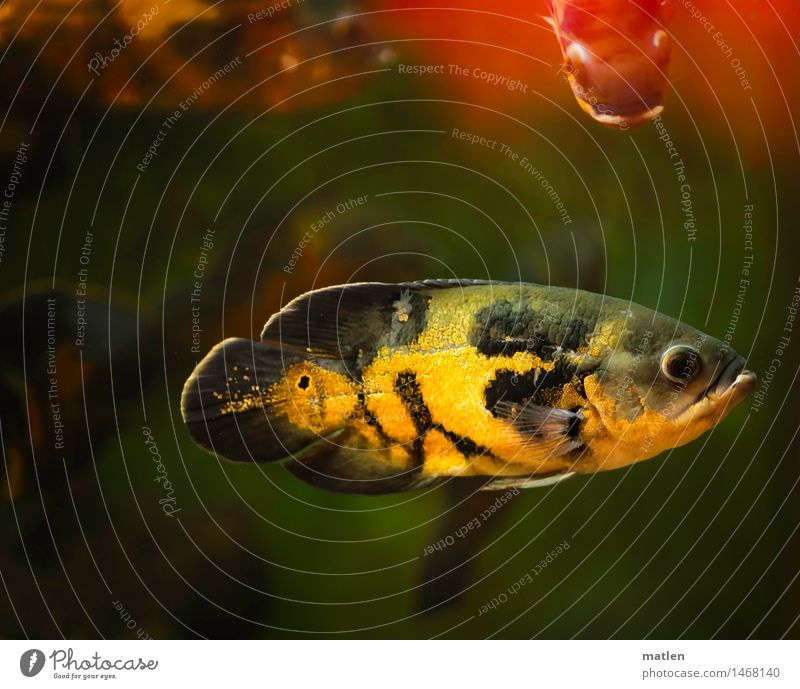 blubb Tier Fisch Aquarium 1 Schwimmen & Baden dunkel exotisch gelb grün rot schwarz Barsch begegnen kreuzen Farbfoto Innenaufnahme Unterwasseraufnahme