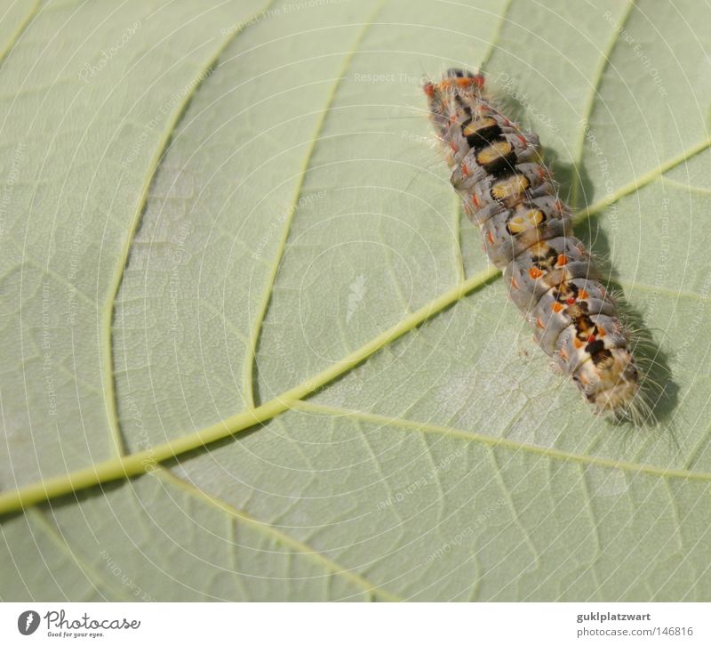 Wo gibt's was zu Essen? Raupe Schmetterling Larve Blatt Ahornblatt Kokon Natur Lebewesen Tier Evolution Umweltschutz Leben Entwicklung Sommer Artensterben