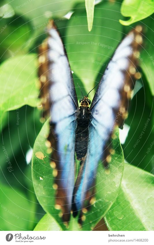 einblick Natur Pflanze Tier Frühling Sommer Schönes Wetter Baum Sträucher Blatt Garten Park Wiese Wildtier Schmetterling Tiergesicht Flügel blauer morphofalter