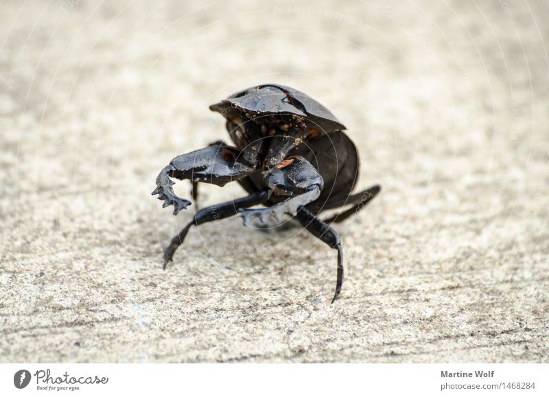 Giant Dung Beetle Tier Käfer 1 kämpfen Aggression sportlich Natur Afrika KwaZulu-Natal Südafrika iSimangaliso Wetland Park Mistkäfer Gedeckte Farben