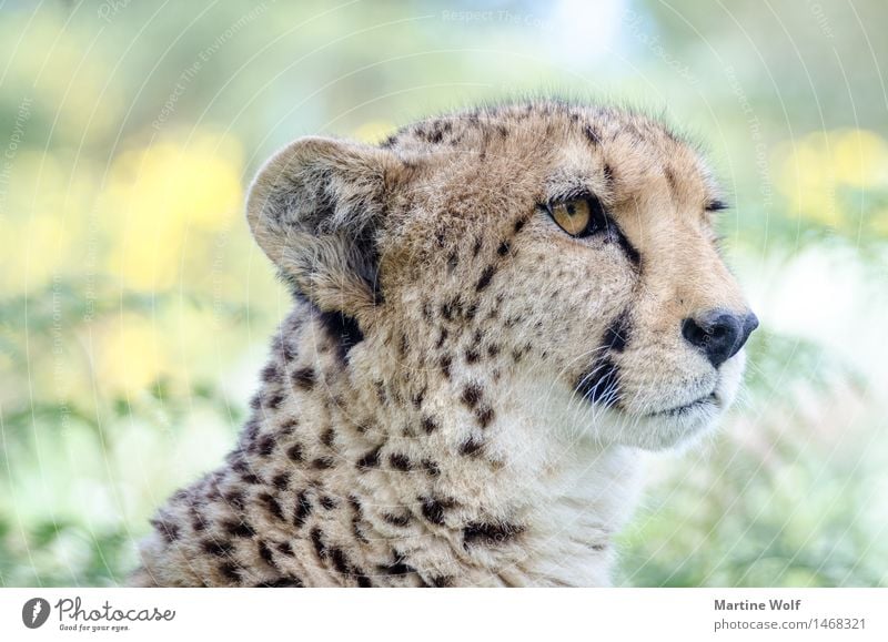Cheetah Tier Wildtier Katze 1 schön Natur Afrika Gepard Südafrika Anmut Westcap Wildkatze Außenaufnahme Tag Schwache Tiefenschärfe Tierporträt Halbprofil