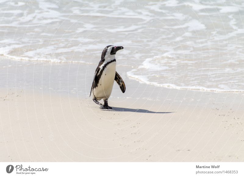 Landgang Wellen Küste Strand Meer Indischer Ozean Tier Wildtier 1 Einsamkeit Natur Neugier Optimismus African Pinguin Afrika Brillenpinguin Jackass Pinguin