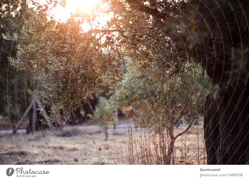 Olea europaea Natur Landschaft Pflanze Sonnenaufgang Sonnenuntergang Sommer Baum Nutzpflanze Garten Wärme Olivenbaum Olivenhain Olivenblatt Türkei Ägäis Foca