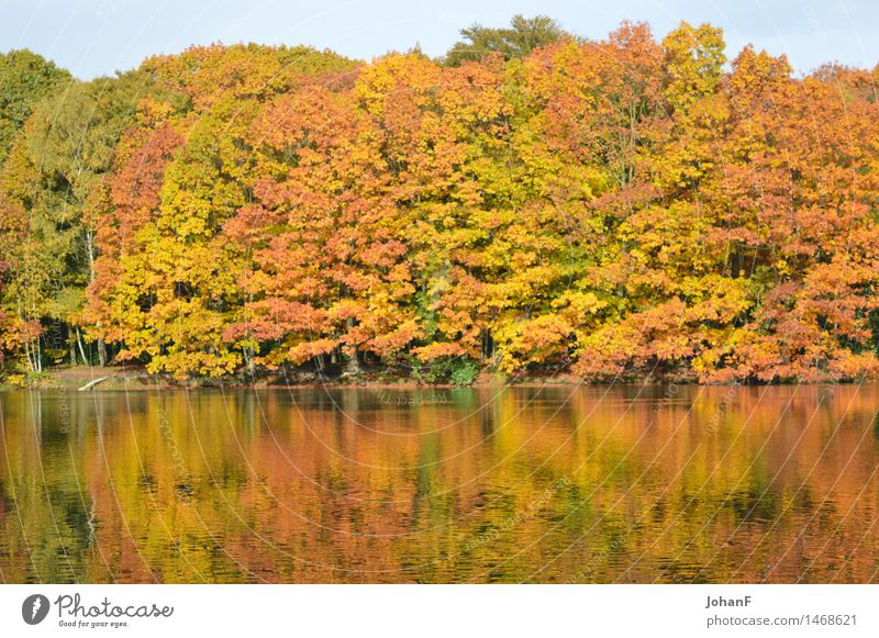 Herbst färbt Wasserreflexion Natur Landschaft Baum Wald Seeufer braun mehrfarbig gelb gold grün orange Farbfoto Außenaufnahme Morgen