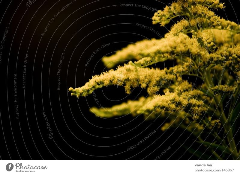 Goldrute Kanadische Goldrute Pflanze Natur schwarz gold gelb grün Blüte Korbblütengewächs Hintergrundbild Tentakel Arme schön weich mehrere Blume Herbst Oktober