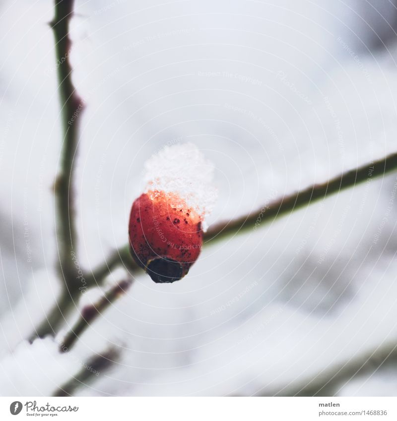 Häubchen Natur Pflanze Winter Eis Frost Schnee Rose kalt rot schwarz weiß Hagebutten Ast Krönung Farbfoto Außenaufnahme Detailaufnahme Strukturen & Formen