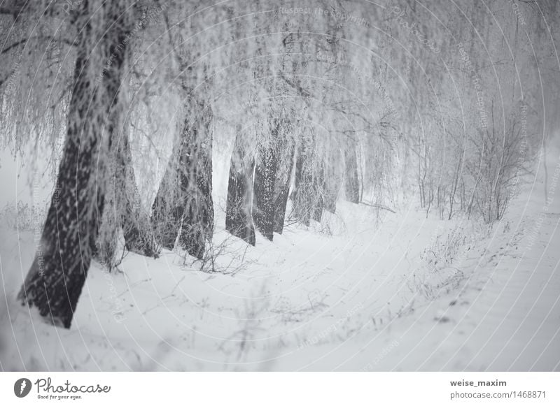 Schwarz-Weiß-Winter. Birken im Nebel. Weißrussland Januar Schnee Winterurlaub Natur Landschaft Pflanze Luft Wassertropfen Schneefall Baum Gras Sträucher Park