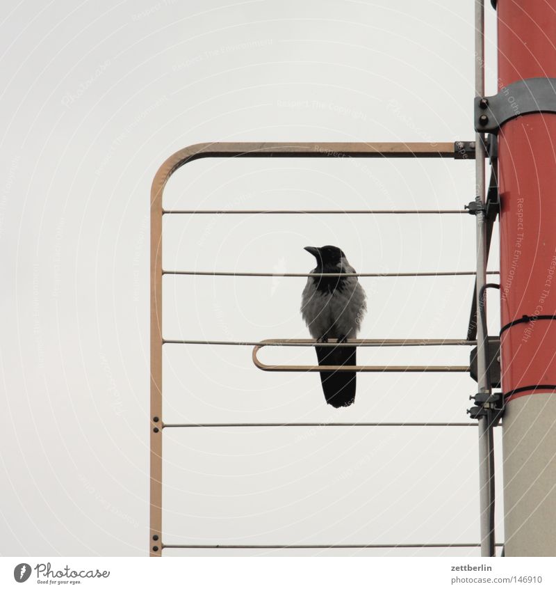 Krähe Vogel Rabenvögel sitzen Stab Antenne Sender Strommast Fahnenmast Telefonmast Mast Sendemast warten Pause Erholung ruhig Frühstückspause Mittagspause