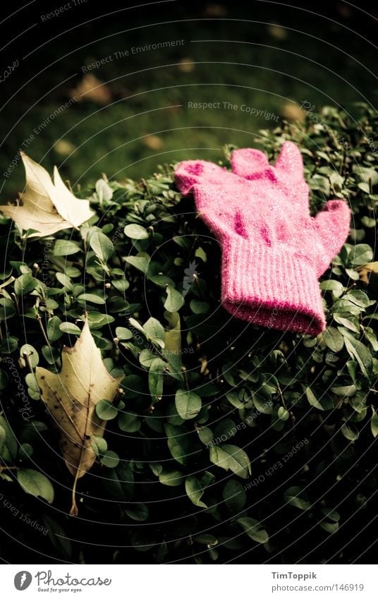 Herbstfund Handschuhe rosa glänzend Hecke Spaziergang verloren verlieren finden Blatt Garten Vorgarten Wolle kalt Physik heizen Bekleidung Park Wärme