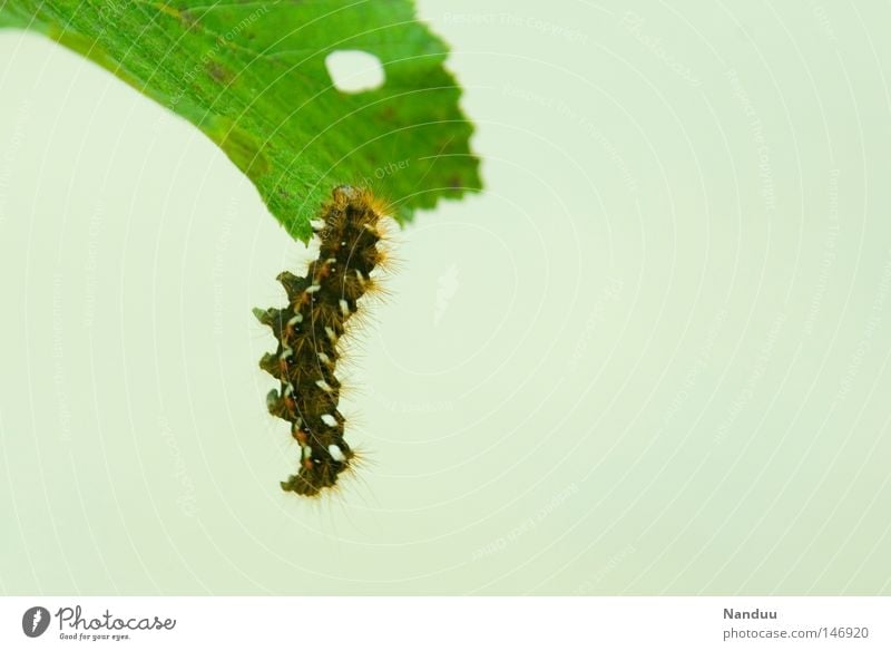 Abhängen Raupe Blatt Tier Appetit & Hunger Schmetterling Insekt Herbst Vergänglichkeit unvollendet Erholung Ampfereule Verpuppung