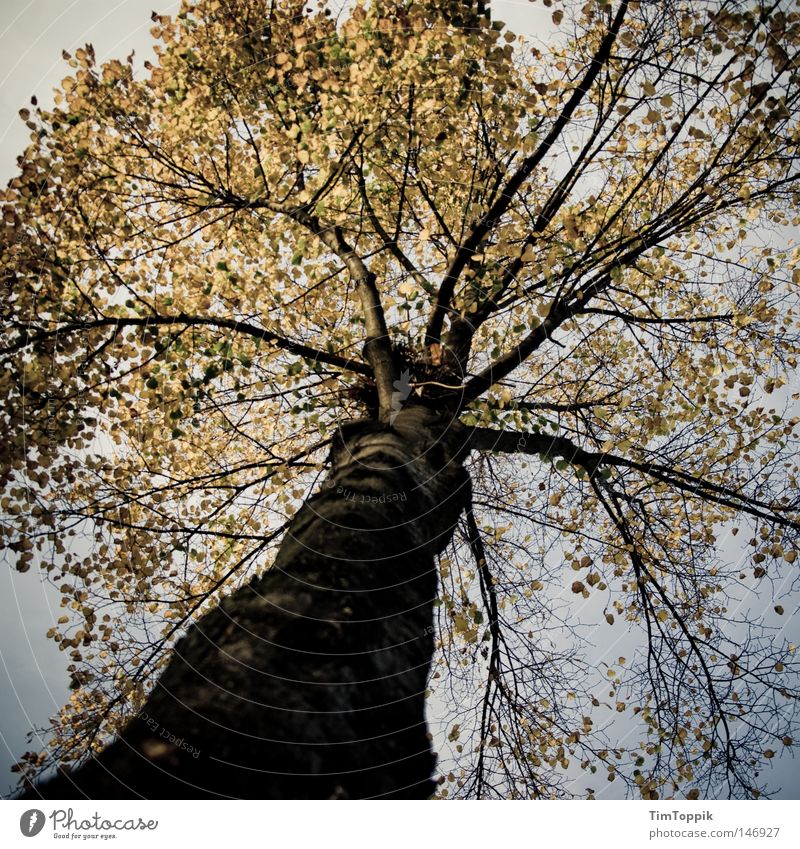 Mein Freund, der Baum Baumstamm Geäst Zweige u. Äste Blatt Herbst Jahreszeiten Natur Umwelt ökologisch Umweltschutz Wald Laubbaum