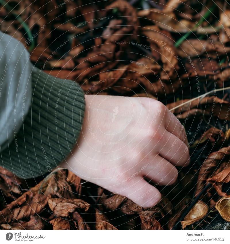 Kastanien sammeln I Kastanienbaum Blatt Kastanienblatt Sammlung heben beseitigen Hand Herbst Bodenbelag Suche Finger Jacke ungemütlich kastanien sammeln