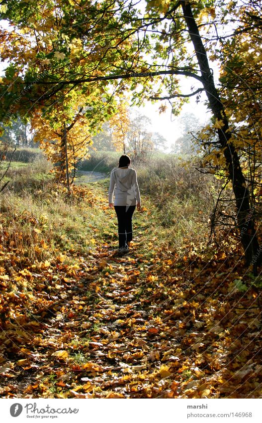 Herbststimmung Blatt Baum Sonnenstrahlen Spaziergang gehen Licht Stimmung Gefühle herbstlich fallen walk walking Schatten