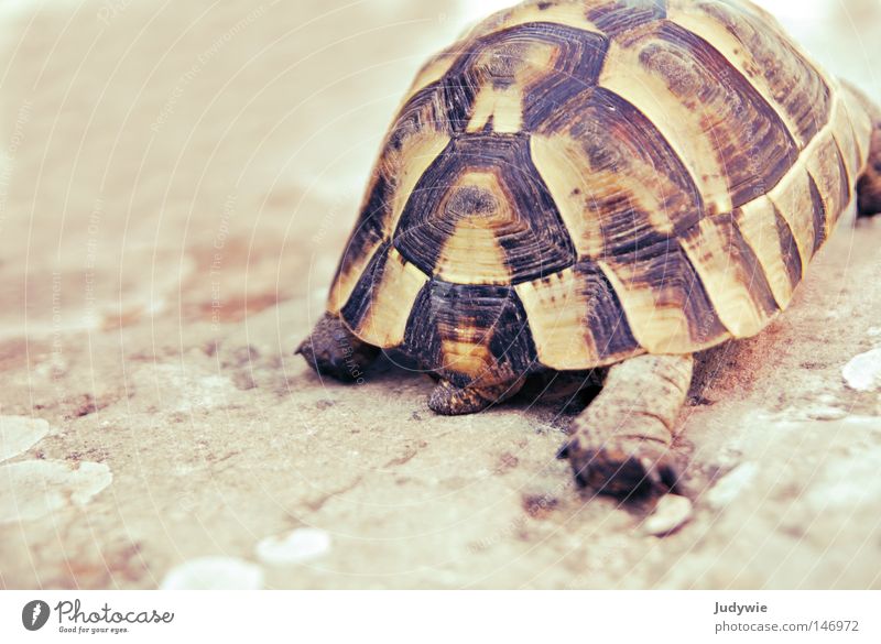 Langsam kommt man auch ans Ziel ... Schildkröte gepanzert Panzer Muster krabbeln langsam Geschwindigkeit laufen Türkei Tier Wildtier Abschied gehen Süden Sommer