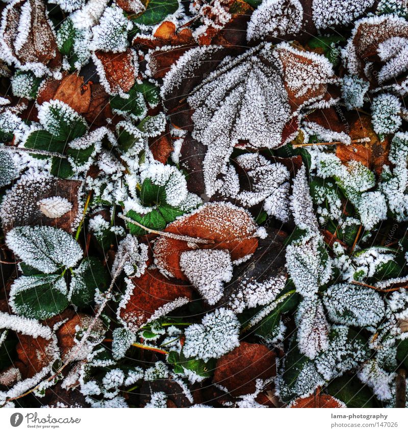 fallen (frozen) leaves Winter Herbst Blatt Frost Eis Schnee frieren kalt Schneekristall Eiskristall Bodenbelag Waldboden Baum Pflanze Jahreszeiten Muster