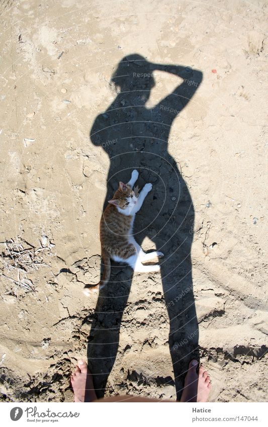Katze im Schatten Selbstportrait Physik Tier Fotografieren Sand Strand Sommer Säugetier Wärme Sonne