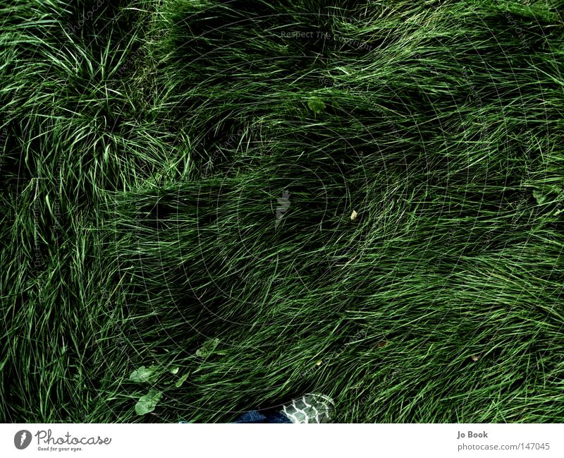 Hollandeichgras Gras grün Schuhe Vorgarten Niederlande Deich Pfeil Grass Shoe Arrows verwerfungen Wind Haare & Frisuren