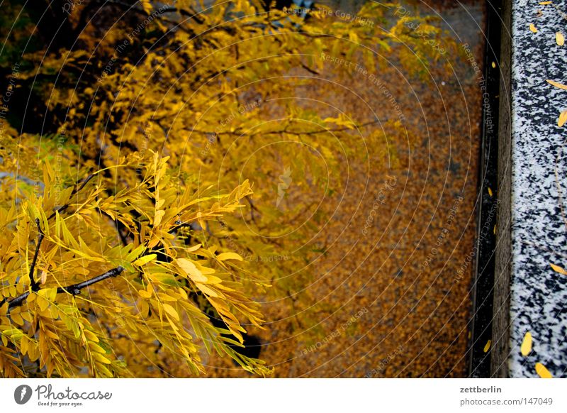 Herbst again Herbstlaub Blatt fallen gold Blattgrün Hof Platz Bürgersteig Fuge Baum Baumstamm Pflanze Vergänglichkeit goldener herbst runterfallen herabfallen