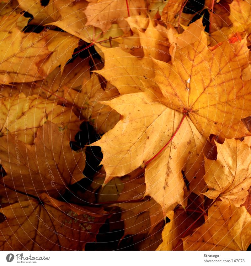 Der Herbst ist da... Blatt Baum mehrfarbig Farbe Ahorn Jahreszeiten kalt Nebel dunkel Natur Kehren September Oktober November Dezember gelb Detailaufnahme