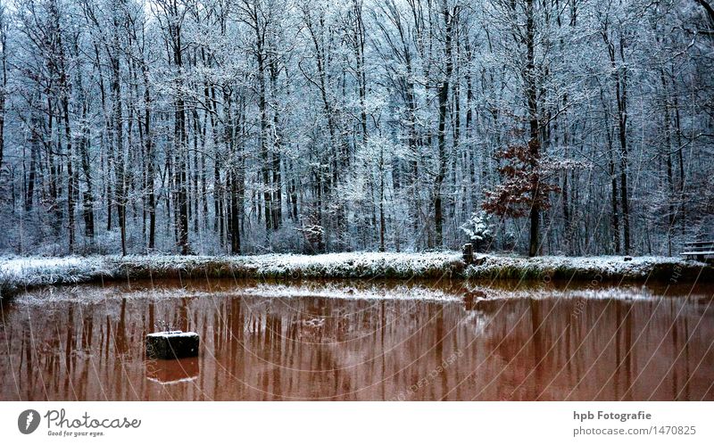winterlicher Karpfenweiher Natur Landschaft Wasser Winter Wetter Eis Frost Schnee Feld Wald Teich Erholung wandern ästhetisch Coolness kalt braun weiß Stimmung