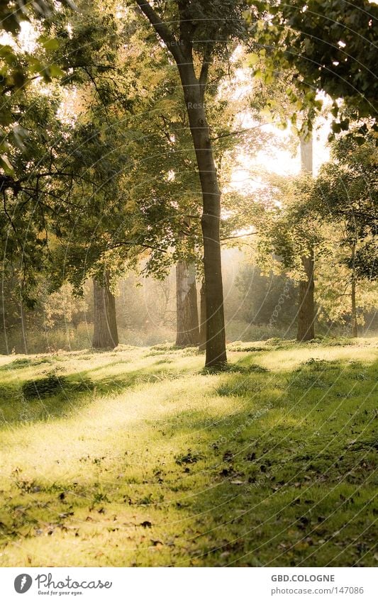 Märchenwald Wald Natur Herbst Blatt Baum Nebel ruhig Sonne Gegenlicht grün braun Gefühle Trauer Verzweiflung