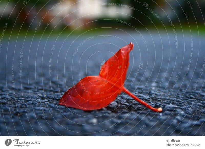 blättrige angelegenheit Blatt Herbst Straße Asphalt grau Natur rot Hoffnung harmonisch Makroaufnahme Nahaufnahme abgefallen Außenaufnahme