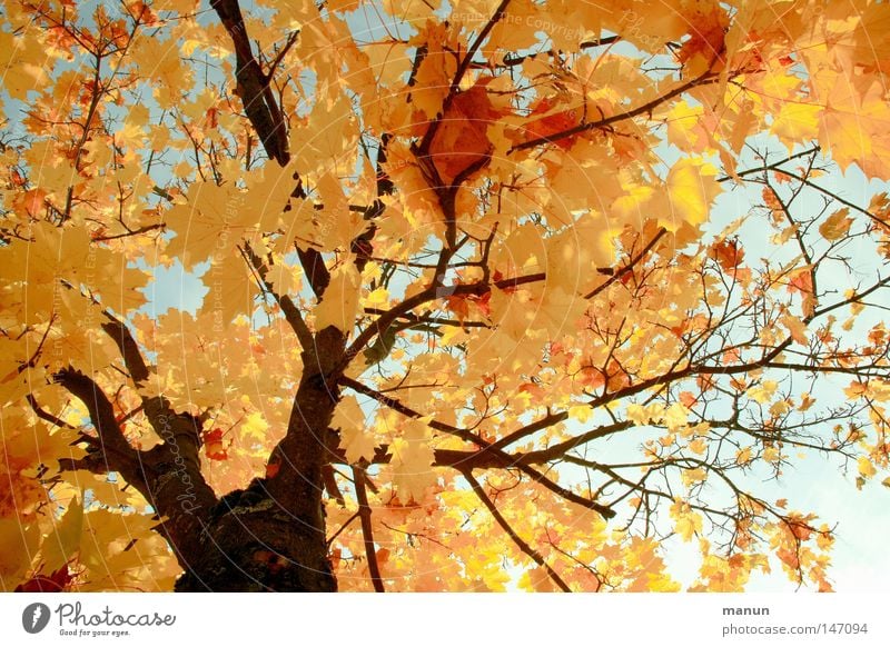 Sonniger Herbst I Blatt Baum Spitzahorn Ahorn gelb Färbung Physik Jahreszeiten schön Oktober prächtig Park Farbe Schönes Wetter gold Wärme Graffiti Natur