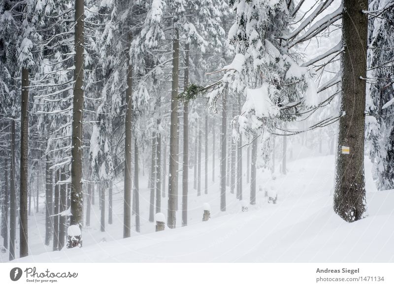 White Space Umwelt Natur Landschaft Winter Wetter Eis Frost Schnee Baum Fichtenwald Nadelwald Wald wandern kalt natürlich trist weiß Abenteuer Einsamkeit Idylle