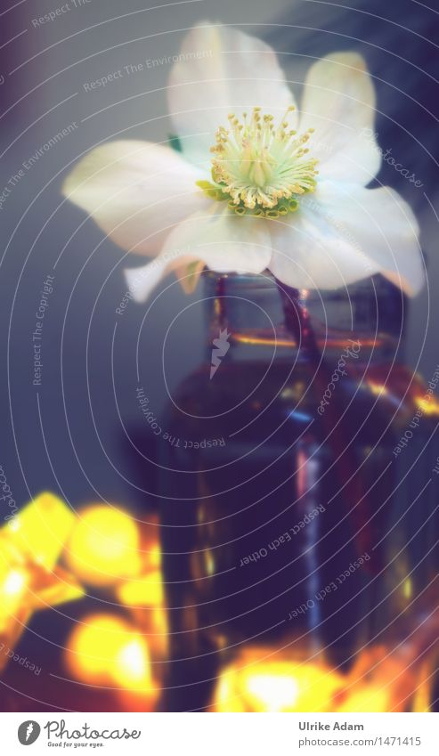 Christrose als Tischdeko harmonisch Dekoration & Verzierung Natur Pflanze Winter Blume Blüte Grünpflanze Winterblume Garten Park Blumenstrauß Vase Blühend