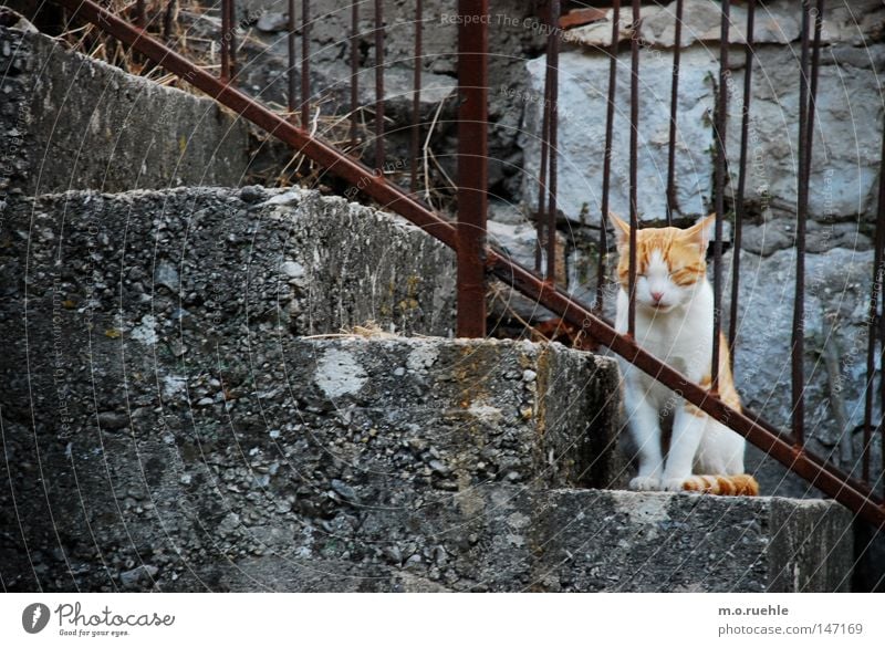 Tiger(in) Katze Treppe niedlich süß Idylle ruhig Tierjunges geschlossene Augen Hauskatze weich Plüsch tierisch Säugetier Vertrauen