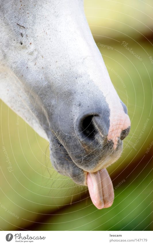 Pferd zeigt Zunge Araber Nüstern weiß grün Landwirtschaft Bauernhof Pferdezucht Freude Perdekopf