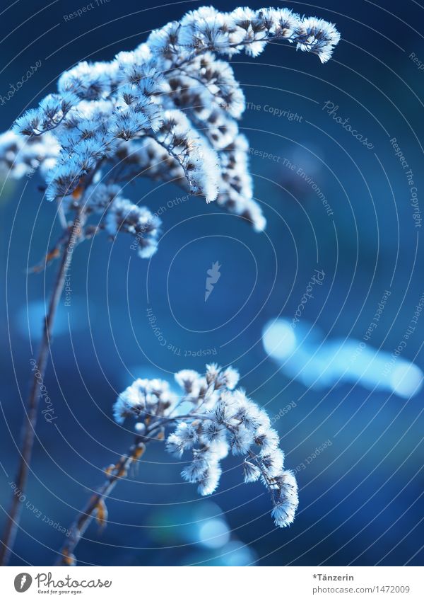Weiße Puschel Natur Pflanze Winter Schönes Wetter Blume Garten ästhetisch natürlich schön blau Farbfoto Gedeckte Farben Außenaufnahme Nahaufnahme Menschenleer