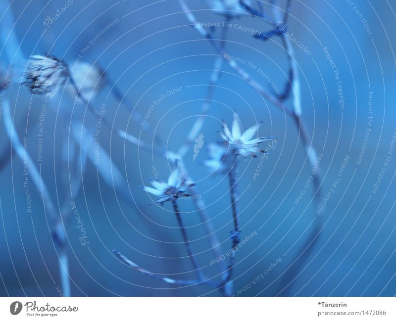 zart&blau Natur Pflanze Winter Blume Blüte ästhetisch natürlich schön achtsam ruhig Farbfoto Gedeckte Farben Außenaufnahme Makroaufnahme Menschenleer Tag Abend