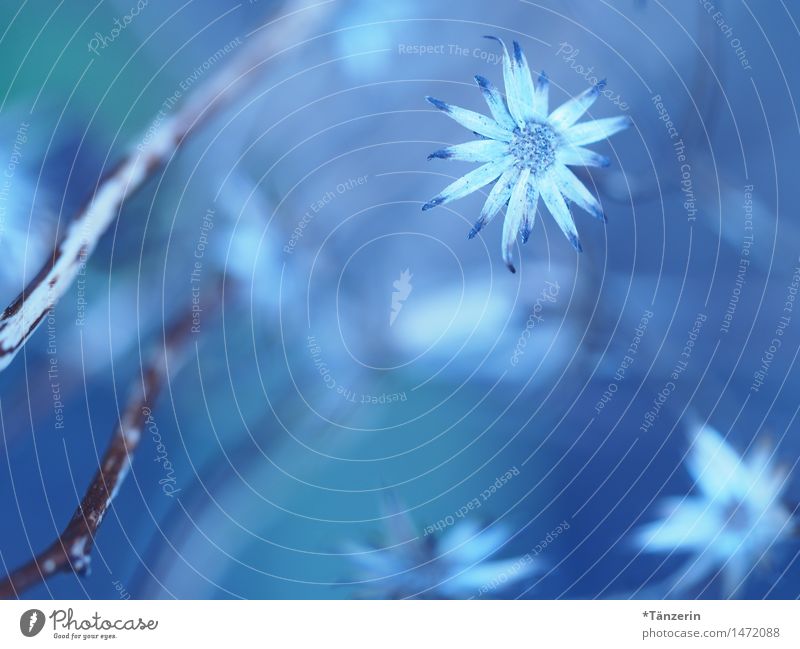 dezemberblau Natur Pflanze Winter Schönes Wetter Blume Blüte Garten Park ästhetisch frisch natürlich schön weiß Romantik ruhig Reinheit Farbfoto Gedeckte Farben