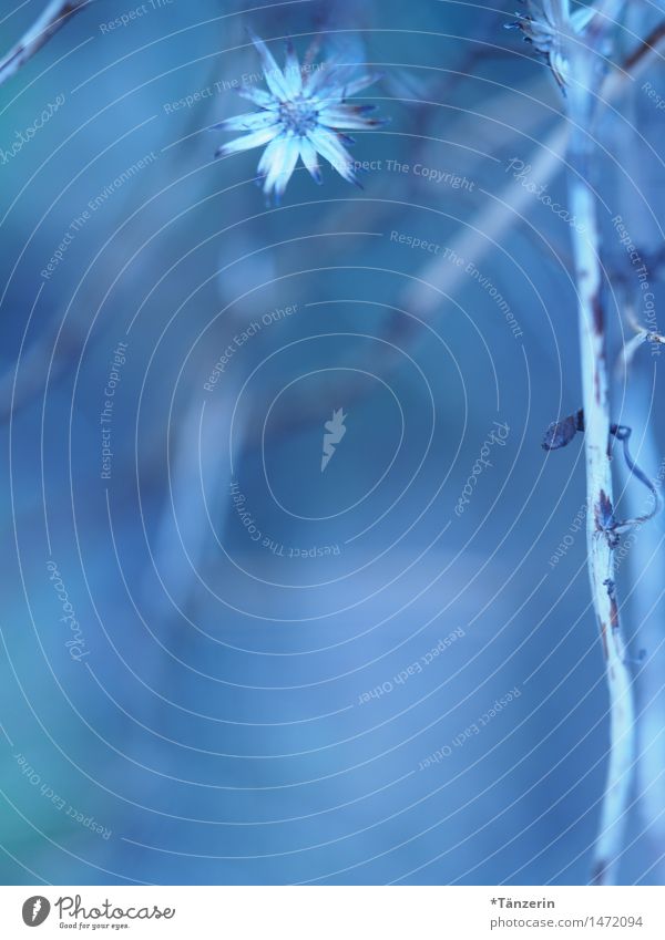 zart&fein Natur Pflanze Winter Schönes Wetter Blume Blüte ästhetisch natürlich positiv schön weich blau Farbfoto Gedeckte Farben Außenaufnahme Makroaufnahme