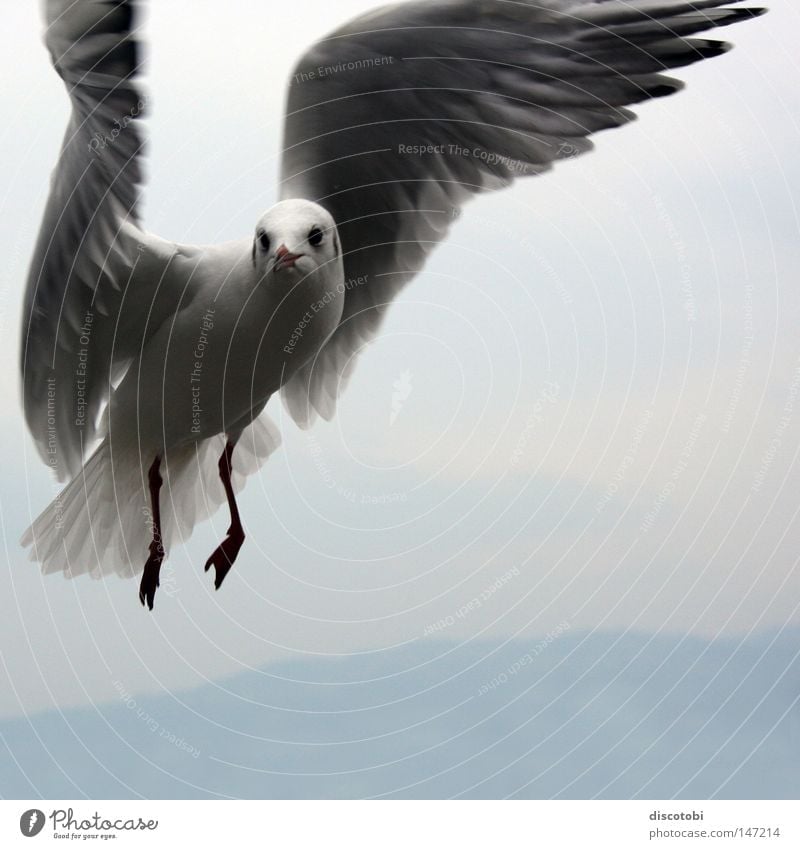 Der seltene Bodensee-Kolibri Luft Himmel Tiergesicht Flügel Vogel Möwe 1 fliegen groß kalt blau grau weiß Vogelflug Vor hellem Hintergrund Schweben