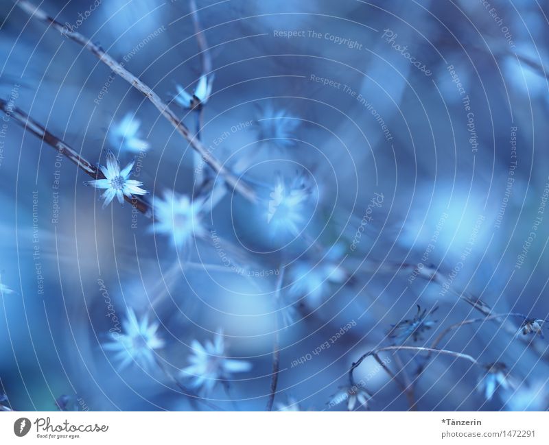 ich träum schon von blauen Blumen Natur Pflanze Winter Blüte ästhetisch frisch natürlich schön Romantik achtsam ruhig Farbfoto Gedeckte Farben Außenaufnahme