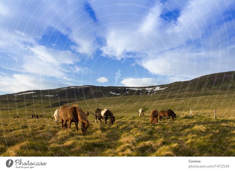 Islandpferde Luft Himmel Wolken Wetter Schönes Wetter Gras Wiese Feld Berge u. Gebirge Schneebedeckte Gipfel Tier Nutztier Pferd Island Ponys Tiergruppe Herde