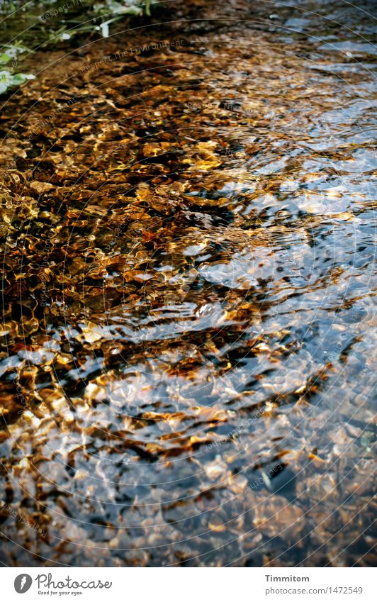 Ein gutes Jahr! Umwelt Natur Urelemente Wasser Schönes Wetter Bach leuchten ästhetisch Gefühle Freude Glück gold Farbfoto Außenaufnahme Menschenleer Tag