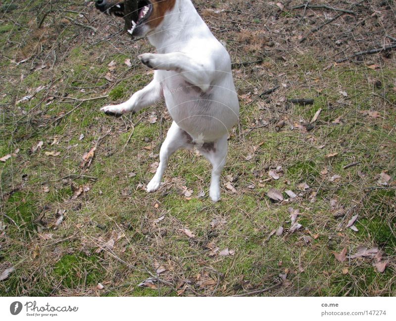 Luftsprung Jack-Russell-Terrier Hund springen Gebiss freihändig Jagd Ziel Konzentration beißen Gefühle fletschen Energiewirtschaft